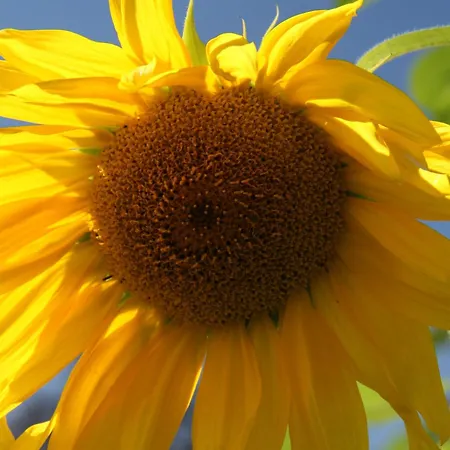 Pano * Friedrichshafen