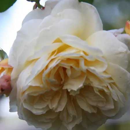 Pano 아파트 프리드리히스하펜