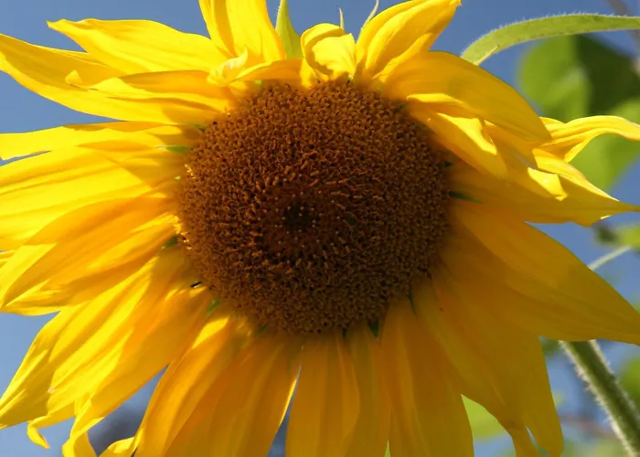 Pano * Friedrichshafen